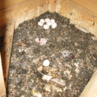 Gelege am 27.05.2016 Gelege am 27.05.2016