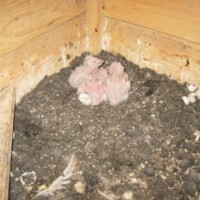 Jungvögel am 06.06.2016 Jungvögel am 06.06.2016