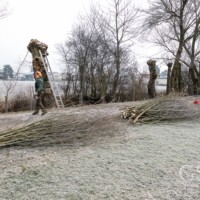 Kopfweiden am Stelligraben