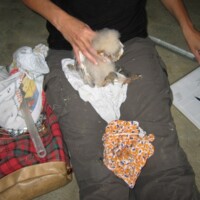 Flügel messen Flügel messen