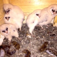 5 junge Schleiereulen 5 junge Schleiereulen