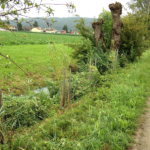 Stelligraben im Juli