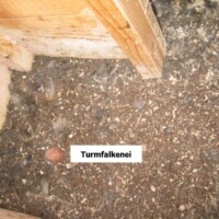 Turmfalkenei Turmfalkenei