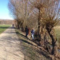 Weidenpflanztag 2013